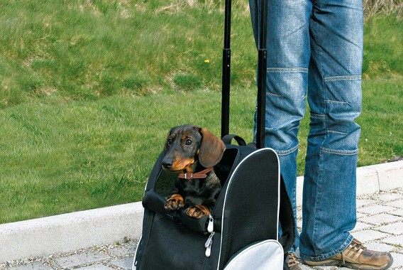 walizka i plecak na psa 2w1