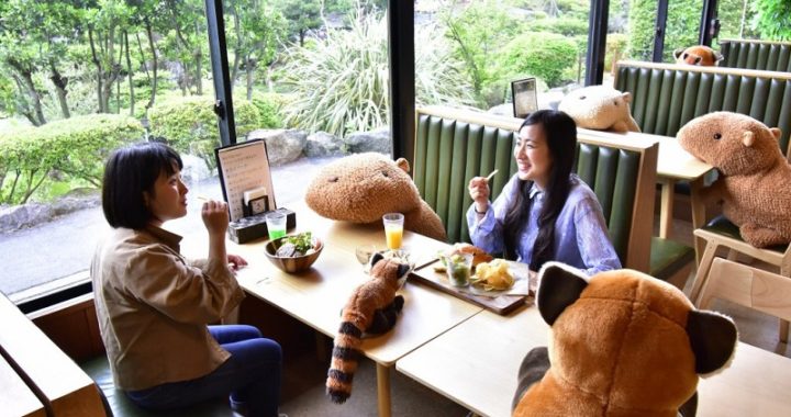 japonskie zoo kapibary dystans