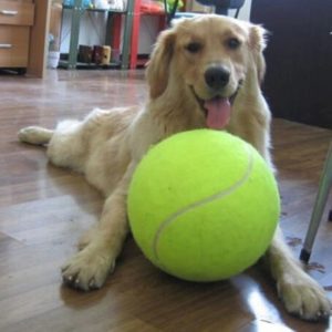 wielka piłka dla psa